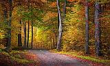 Autumn Backroad_22857